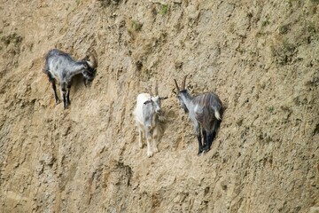 Goats climbing on steep wall