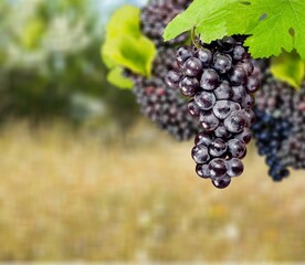 Bunches of Grapes hanging on the tree with background