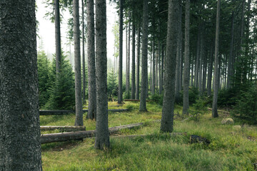 Pine forest on a hillside, foggy weather