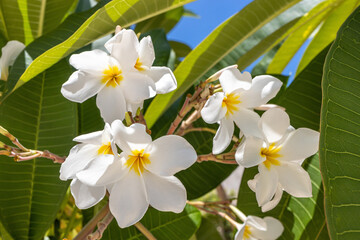White frangipanis flower on green leaf background in the garden