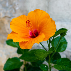 Hibiscus flower on gray wall background