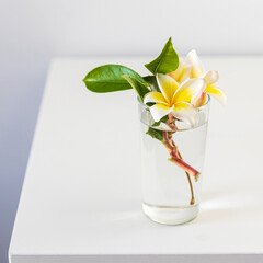 Bouquet of red Frangipanis in a transparent glass of water among eucalyptus leaves. square frame