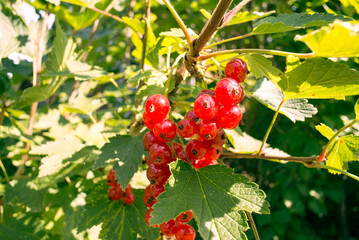 A bunch of red currant berries on a bush on a sunny day