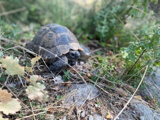 A tortoise walking inside the grass. Turtle eating. Wild life. Slow reptile resting. Exotic animal with shield. Brown tortoise with shell protected in its nature environment. 