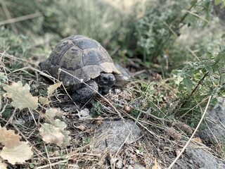 A tortoise walking inside the grass. Turtle eating. Wild life. Slow reptile resting. Exotic animal with shield. Brown tortoise with shell protected in its nature environment. 