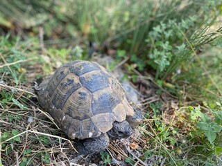A tortoise walking inside the grass. Turtle eating. Wild life. Slow reptile resting. Exotic animal with shield. Brown tortoise with shell protected in its nature environment. 