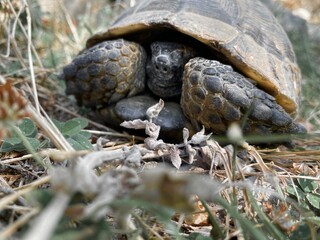 A tortoise walking inside the grass. Turtle eating. Wild life. Slow reptile resting. Exotic animal with shield. Brown tortoise with shell protected in its nature environment. 