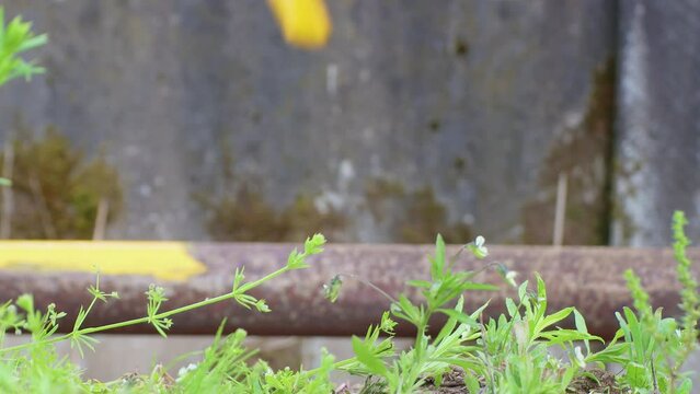 Out of focus, a hand paints a rusty pipe with yellow paint with a brush. Rust prevention concept, metal corrosion protection. Work on the maintenance and repair of the water supply system. UHD 4K.
