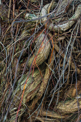 The trunk of a tree covered with an interweaving of aerial roots background