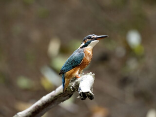 Fototapeta premium A female Common Kingfisher, Alcedo atthis, sits on a branch, in front of a nest hole