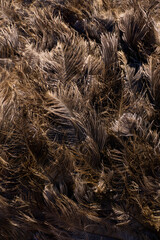 Brown ostrich feathers and down