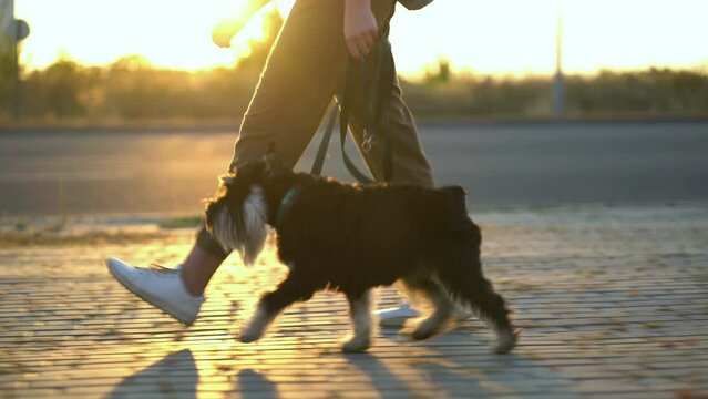 Woman walking her dog along the sidewalk along the road at sunset. Hostess with Zwergschnauzer outdoors