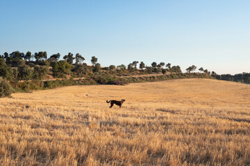 Fototapeta na wymiar Perro en medio de campo de trigo, paisaje de campo cultivado
