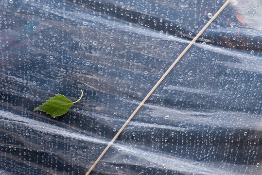 Ventana de plástico de tienda de campaña mojada, gotas de lluvia y hoja de arbol