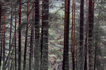 conjunto de árboles altos de alta montaña, paisaje recién llovido. paisaje de bosque del pirineo