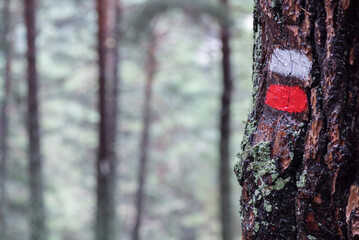 Señal de GR, camino de gran recorrido, en tronco de arbol.