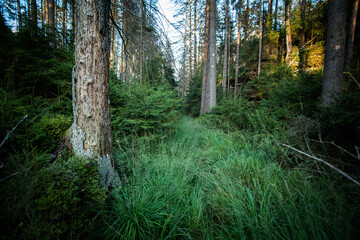 On a walk in the middle of the forests.