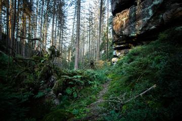 On a walk in the middle of the forests.