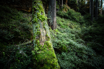 On a walk in the middle of the forests.