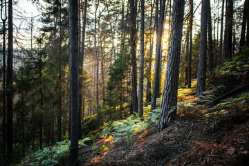 On a walk in the middle of the forests.