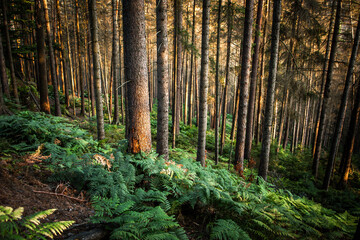 On a walk in the middle of the forests.