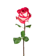 Red rose flower with clipping path, side view. Beautiful single red rose flower on stem with leaves isolated on white background. Natur object for design to Valentines Day, mothers day, anniversary