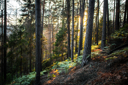 On a walk in the middle of the forests. © Fotosever.cz