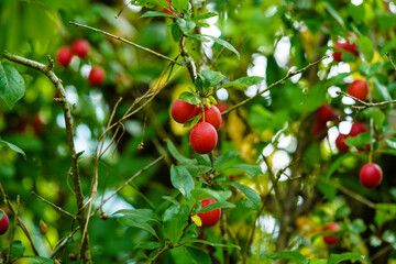 rote Mirabelle prunus cerasifera im Alten Land bei Hamburg