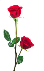 Several red roses on a white background.