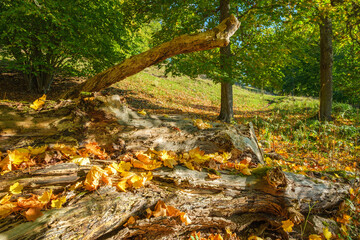 Fallen tree with autumn leaves in a forest