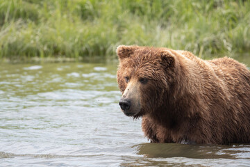 Naklejka na ściany i meble Alaskan brown bear at McNeil River