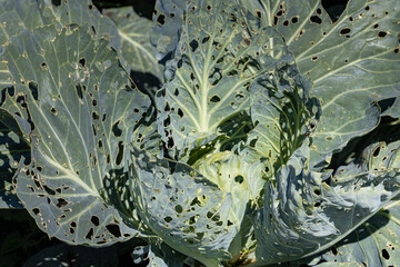 cabbage leaves in the garden eaten by a pest