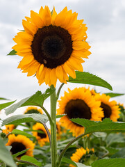 Bright sunflowers on the field