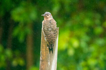 nature at its finest