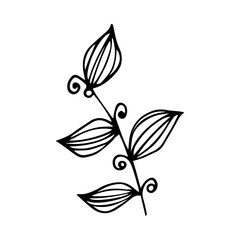 Obraz premium Hand drawn floral, branch and herbal elements. Black doodle vector illustration on white background for your design, greeting card and logo.