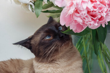 A Siamese cat with blue eyes sniffs green leaves and pink peony flowers in a vase close-up on a white background, the concept of pedigreed pets, caring, nursing and feeding, wallpaper and design 