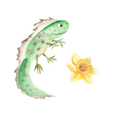 Cute smiling newt and narcissus isolated on white background. Watercolor hand drawn illustration. Perfect for kid illustrations, clothes prints, decals, stickers.