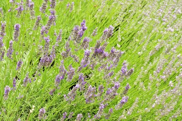 Field of blooming lavender, pastel purple colors