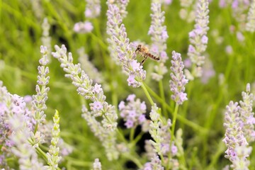 Blooming lavender, a bee collecting nectar from lavender flowers