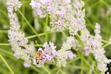 Blooming lavender, a bee collecting nectar from lavender flowers