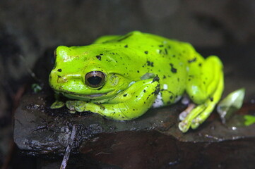Rhacophorus is a genus of frogs in the shrub frog family