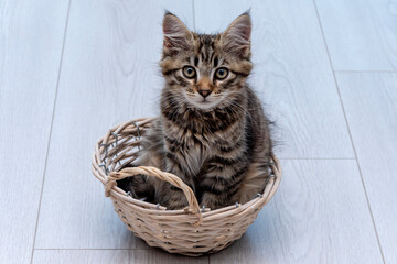 Fototapeta na wymiar Fluffy kitten sitting in a wooden basket on a light neutral background.