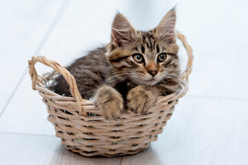 Naklejka na ściany i meble Fluffy kitten lies in a wooden basket on a light neutral background.