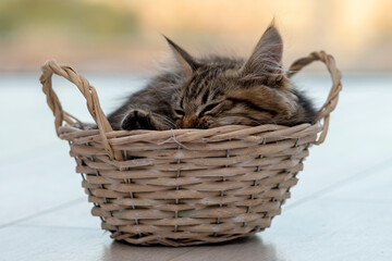 Fototapeta na wymiar Fluffy kitten sleeping in a wooden basket on a light neutral background.