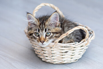 Fototapeta na wymiar A small gray striped kitten sits in a wooden basket on a light background on the floor in the room