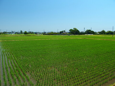 Inzucht Bilder Durchsuchen 4,398 Archivfotos, und