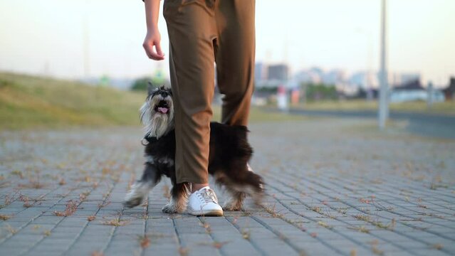 The dog walks like a snake between the legs of the owner. Trainer with a Zwergschnauzer on the street