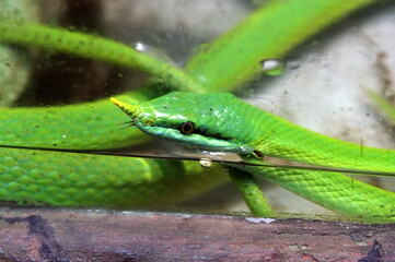 Rhinoceros Snake, Rhino Rat Snake, Long – nosed Rat Snake, Vietname Long nose Snake, Green Unicorn