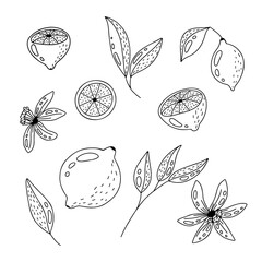 lemon fruits, leaves and flower. set of a vector images