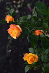 Pink and red tea rose flowers in the summer garden. Garden rose close-up.